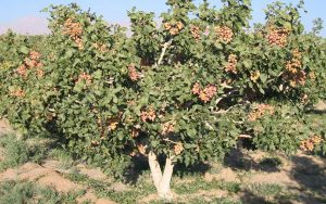 مزرعه انار