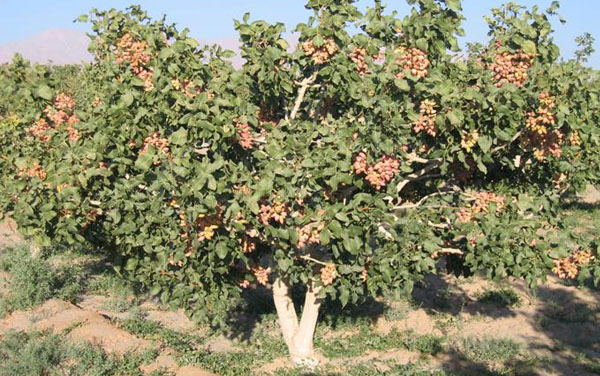 مزرعه انار