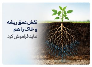 عمق ریشه